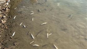 虱目魚,台南,七股,寒害