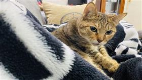 名家專用/寵物滔客誌(勿用)
