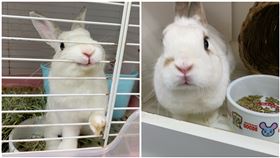 兔子,流浪兔,記者劉沛妘攝影