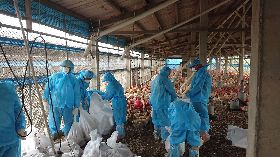 雲林禽流感拉警報　春節期間單週撲殺5