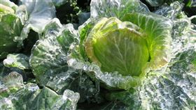 全台低溫　梨山地區高麗菜結冰寒流來襲，海拔1900多公尺的台中市梨山地區1日清晨出現攝氏零下6度低溫，當地農友發現高麗菜都結冰。（民眾提供）中央社記者郝雪卿傳真　109年2月1日