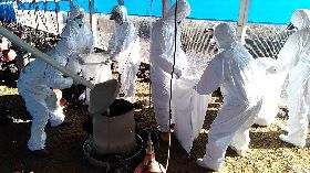 屏東鹽埔又有土雞場染禽流感　