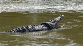 鱷魚,輪胎,獎品,懸賞,拯救,救援,專家,窒息,纏頸,保育,暹羅鱷,地震,海嘯,動物, 圖／翻攝自推特