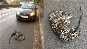 動物,花豹,連身衣,公路,英國,查看,逆轉,開車,救援, 圖／翻攝自Ben Lilly臉書