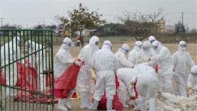 野生天鵝「高致病禽流感」（圖／翻攝自微博）