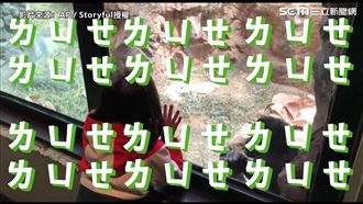 女孩逗大猩猩！擊掌奔跑遊戲樣樣來