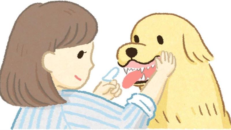 貓狗的牙齦顏色跟健康狀況有關？