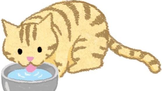 4個飲食小秘訣　毛孩肥肉快退散！