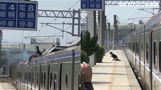 獨／男爬列車車頂遭擊落　驚悚畫面曝