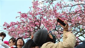 樂活夜櫻季,內湖,工務局,公園處,台北市政府,樂活公園 台北市政府提供