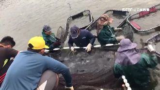 肺炎卡貿易　2萬斤石斑船開一半喊卡