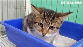 新北市動保處,飼主,毛寶貝,素食,狗,貓,吃素
圖／翻攝自新北市官網