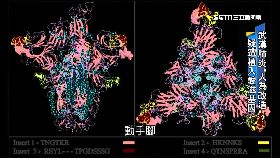 (側)病毒人為造1800