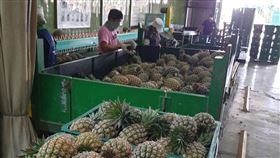 屏東銷陸鳳梨順利出關廈門受武漢肺炎疫情影響，一度傳出台灣鳳梨外銷中國受阻，農糧署南區分署表示，屏東第1櫃銷陸鳳梨已經出關廈門，未來運輸模式確認，將可穩定出口量。（農糧署提供）中央社記者郭芷瑄傳真　109年2月4日
