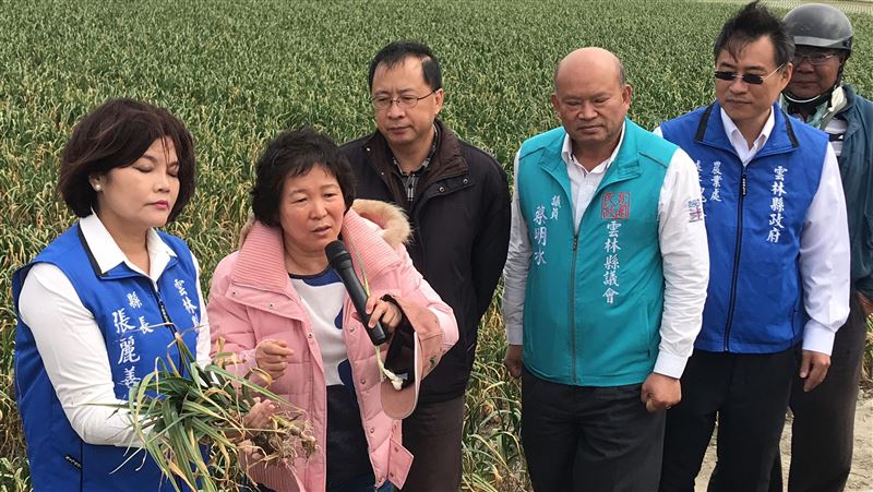 雲林蒜頭黃化憂歉收　縣府邀專家現勘