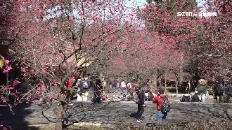 武漢肺炎影響！南投賞櫻人數減半