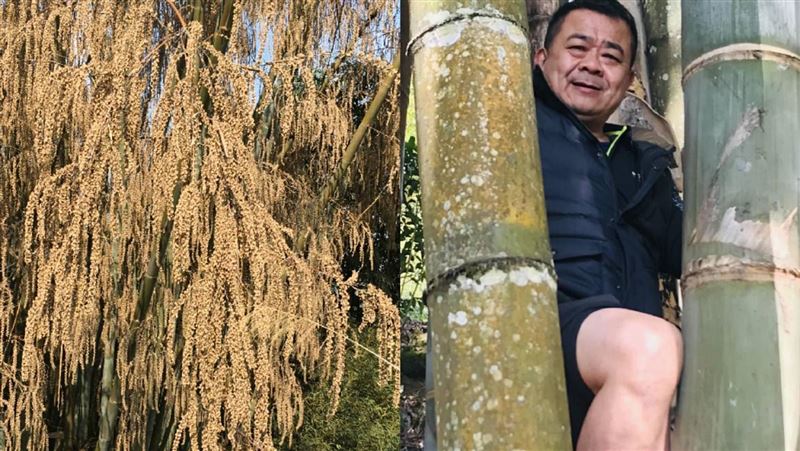 影／竹子會開花？90老嫗此生沒見過