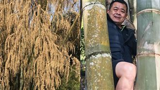 影／竹子會開花？90老嫗此生沒見過