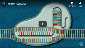 美國,基因編輯技術,病毒檢測,特殊試紙,預防擴散(YT截圖)