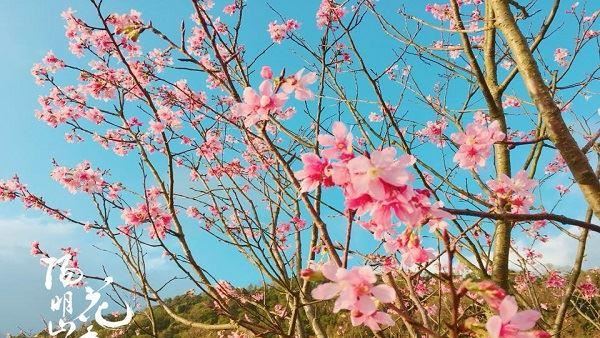 陽明山2020櫻花季準備開跑囉！