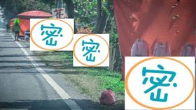 武漢,肺炎,蝙蝠,菱角