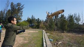 保育類猛禽短耳鴞金門野放（1）金門縣野生動物救援暨保育協會表示，一隻受傷的保育類猛禽短耳鴞年初被發現時，足爪疑遭到利器割傷出血，經悉心照料後復原順利，5日成功野放，重返大自然。中央社記者黃慧敏攝　109年2月5日