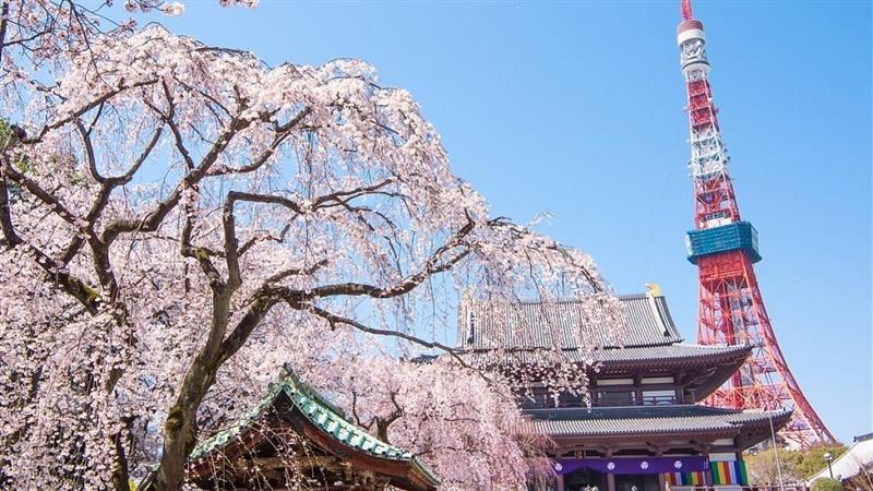 最新日本東京市區　近郊景點報你知！
