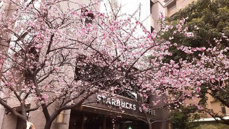 林口最美星巴克　櫻花爆發綻放中