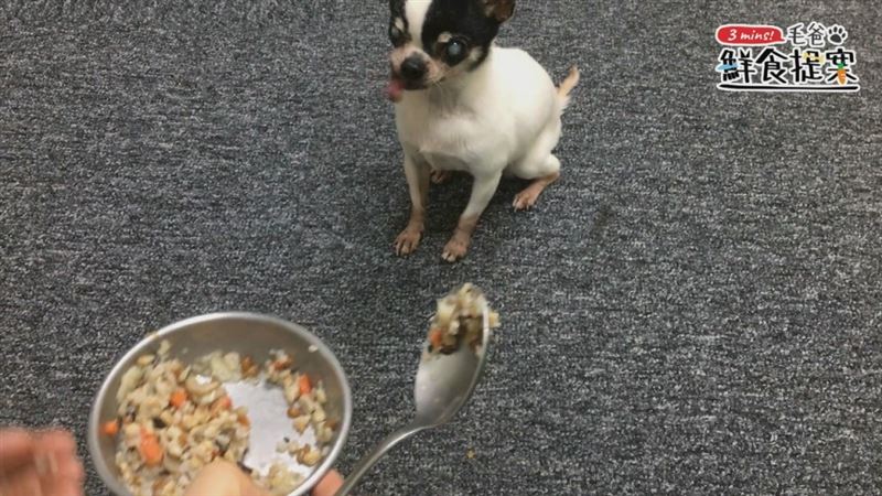 狗狗限定 超濃郁日式和風料理 蛤蜊炊飯 寵物 三立新聞網setn Com 狗狗限定 超濃郁日式和風料理 蛤蜊炊飯 寵物 三立新聞網setn Com