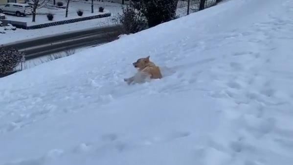 汪星人成滑雪高手　「翻肚」滑行超強