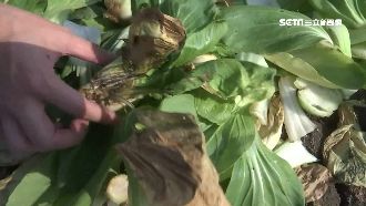 防肺炎延後開學！菜農、團膳公司慘賠