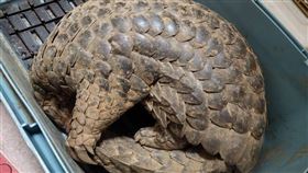 桃園,蘆竹,穿山甲,保育類,鯪鯉