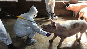 烈嶼豬隻監測過關　輸大金門產品解禁金門縣政府表示，烈嶼鄉8家養豬場豬隻送樣監測結果確認非洲豬瘟病毒都是陰性，7日起解除烈嶼活體豬隻、生鮮豬肉及生鮮產品運往大金門管制。（金門縣政府提供）中央社記者黃慧敏傳真　109年2月7日