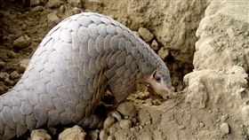 台北市立動物園穿山甲穿胖台北市立動物園22歲穿山甲「穿胖」，體重曾胖到8、9公斤，比一般穿山甲的4、5公斤多上許多，還被保育員取了外號「阿肥」。（台北市立動物園提供）中央社記者梁珮綺傳真　108年12月11日