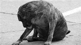 纏身,神明,業障,懷孕,流浪狗(翻攝自Pixabay)