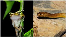 澳洲,太攀蛇,綠樹蛙,毒蛇,青蛙 圖/翻攝自PIXABAY