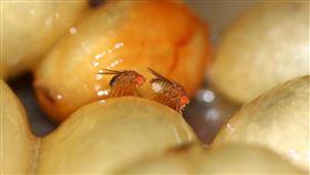 果蠅,起源,困擾,卵,PTT　圖／翻攝自臉書