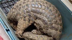 桃園,蘆竹,穿山甲,保育類,鯪鯉