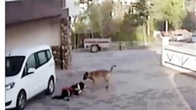 就是不鬆口！比特犬咬女童「狠掀頭皮」　勇母拚命護女　圖／翻攝自每日郵報