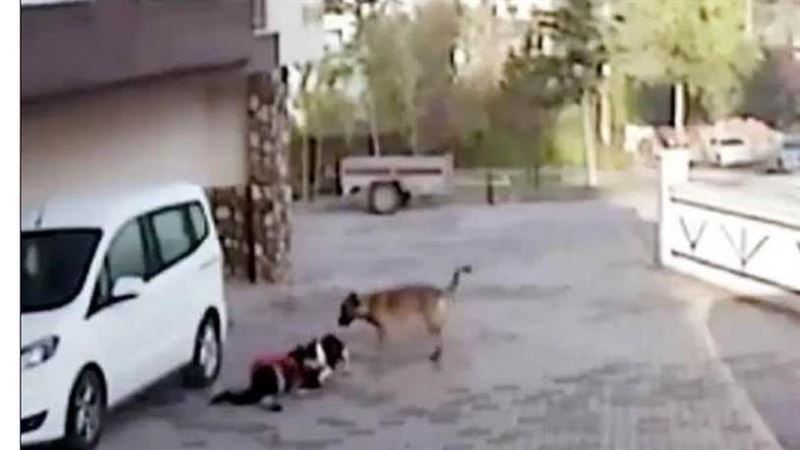 遭2比特犬攻擊　豬隊友十字弓幫倒忙