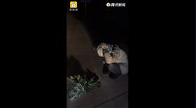 武漢肺炎／偷菜被抓包！菜農竟怒罵「不戴口罩」網笑翻（圖／翻攝自梨視頻）