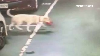 隨手丟毒遭犬叼！警追狗來向埋伏逮人