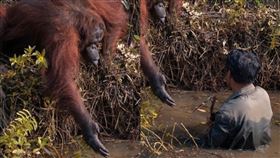  紅毛猩猩伸出幫助，正在河裡幫它清除毒蛇的人類。（組圖／翻攝自 anil_t_prabhakar IG）