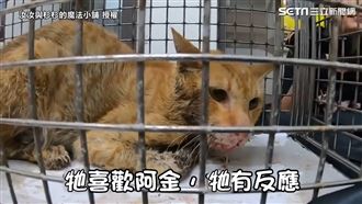 相遇一年始終放不下　暖夫妻收編浪貓