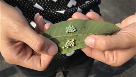 宜蘭摘除荔枝椿象卵片　每片可換5元宜蘭縣政府將從3月1日起舉辦摘除荔枝椿象卵片換現金活動，預計收購1萬片，每一卵片可換新台幣5元，降低荔枝椿象危害。（宜蘭縣動植物防疫所提供）中央社記者王朝鈺傳真　109年2月10日