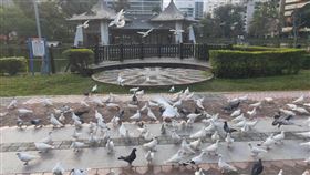 台中公園出現大量野鴿聚集台中市知名地標台中公園內近期出現大群野鴿聚集，民眾擔心野鴿糞便導致湖心亭附近發出臭味、損害古蹟，甚至影響空氣品質與衛生。（市府提供）中央社記者郝雪卿傳真　109年2月10日