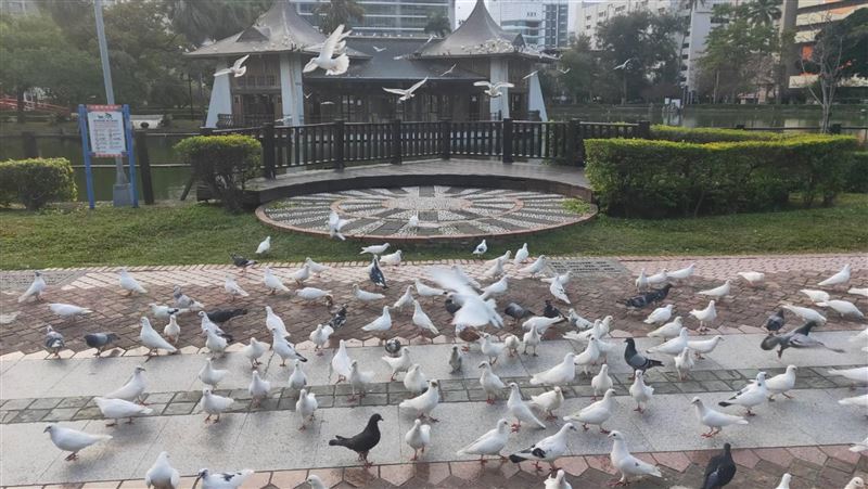 台中公園野鴿恐染疾病　市府籲勿餵食