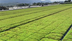 花蓮富里水稻秧苗低溫寒害　農委會災損救助今年1月底寒流侵襲，造成花蓮縣富里鄉水稻秧苗葉片黃化、枯萎及生長不良，農委會10日公告辦理災損現金救助。（花蓮縣政府提供）中央社記者李先鳳傳真　109年2月10日