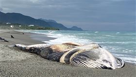 台灣首見藍鯨陳屍長濱海岸台東縣長濱鄉城子埔海灘在農曆春節期間有民眾發現一頭死亡鯨魚，經檢驗，海洋保育署10日揭露應是藍鯨，且極可能是有紀錄以來台灣首見。（台東山豬提供）中央社記者李先鳳傳真　109年2月10日