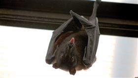 蝙蝠（圖／Pixabay）